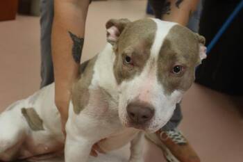 Mixed Breed Dogs Available for Adoption - SYLVIE | PetCurious