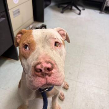 Scooby -  Pit Bull Terrier Dog for Adoption in Philadelphia, Pennsylvania - Scooby | PetCurious