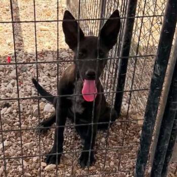 Jessie -  Belgian Shepherd Malinois and Australian Cattle Dog Blue Heeler Dog for Adoption in Lenexa, Kansas - Jessie | PetCurious