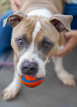 Edmonton -  Mixed Breed Dog for Adoption in Chamblee, Georgia - Edmonton | PetCurious