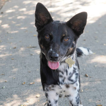 Rescue Mcnab and Australian Cattle Dog Blue Heeler Dogs for Adoption in Richmond, California - RAVEENA | PetCurious