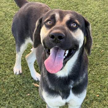 Rescue Shepherd Dogs for Adoption in Williston, Vermont - Max | PetCurious