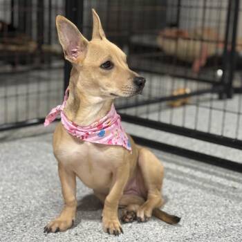 Chihuahua and Dachshund Dogs Available for Adoption - Isabel | PetCurious