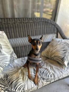 Miniature Pinscher Dogs Available for Adoption in Maitland, Florida - Brody | PetCurious