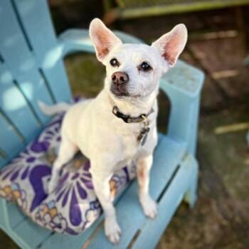 Georgie P (CA) -  Rat Terrier Dog Available for Adoption in Atlanta, Georgia - Georgie P (CA) | PetCurious