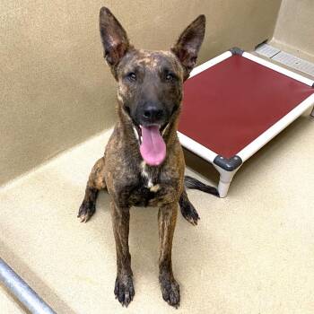 Dutch Shepherd Dogs Available for Adoption - Girly Girl #22041 | PetCurious
