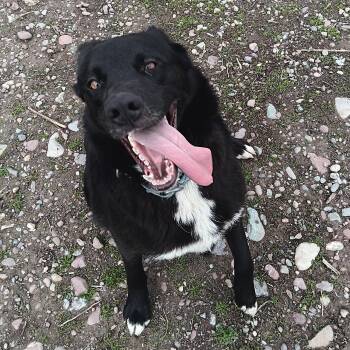 Border Collie Dogs Available for Adoption in Polson, Montana - Tux | PetCurious