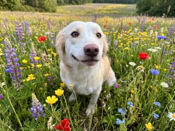 Mr. Milo -  Great Pyrenees Dog for Adoption in The Woodlands, Texas - Mr. Milo | PetCurious