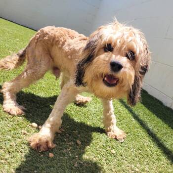 Indigo 7354 -  Cavalier King Charles Spaniel and None Dog Available for Adoption in Loxahatchee Groves, Florida - Indigo 7354 | PetCurious
