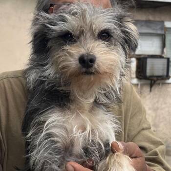Negrito -  Terrier Dog for Adoption in San Gabriel, California - Negrito | PetCurious