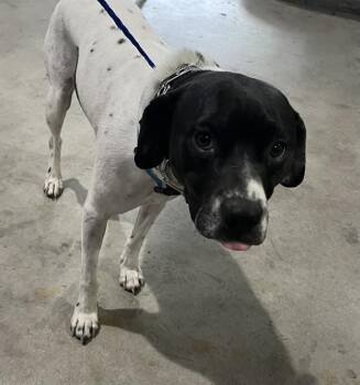 Dalmatian Dogs Available for Adoption in Doral, Florida - GOOSE | PetCurious