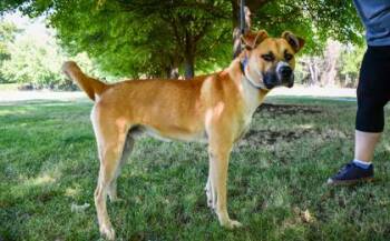 Jeffrey -  German Shepherd Dog and Pit Bull Terrier Dog for Adoption in Yakima, Washington - Jeffrey | PetCurious