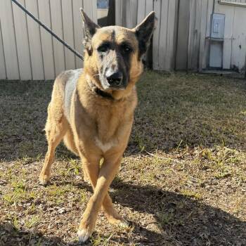 German Shepherd Dog Dogs Available for Adoption - Gunner | PetCurious