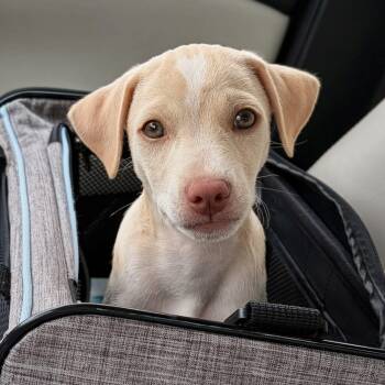 Haru -  Mixed Breed Dog for Adoption in Baldwin, Maryland - Haru | PetCurious