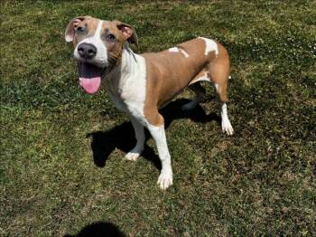 Pit Bull Terrier and Labrador Retriever Dogs Available for Adoption in Grovetown, Georgia - CASH | PetCurious