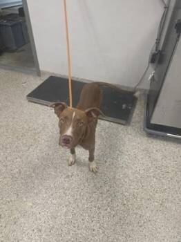 Shooter -  Terrier and Mixed Breed Dog for Adoption in Gastonia, North Carolina - Shooter | PetCurious