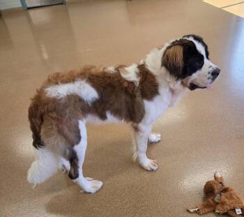 Mr Moose -  Saint Bernard Dog for Adoption in Hillside, Illinois - Mr Moose | PetCurious