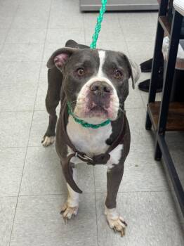 Pemberton -  Pit Bull Terrier Dog for Adoption in Sorrento, Louisiana - Pemberton | PetCurious