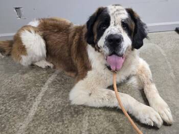 Apollo -  Saint Bernard Dog for Adoption in Frankfort, Indiana - Apollo | PetCurious