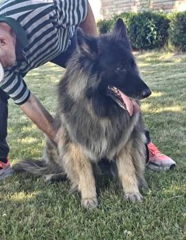 GRETA -  German Shepherd Dog Dog for Adoption in Toronto, Ontario - GRETA | PetCurious