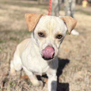 Terrier and Chihuahua Dogs Available for Adoption - STEWIE | PetCurious