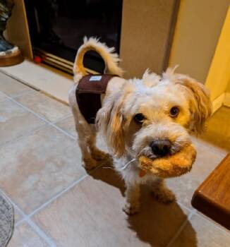 Captain -  Miniature Poodle Dog for Adoption in Aurora, Illinois - Captain | PetCurious
