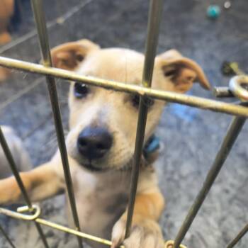 Joker -  Jack Russell Terrier Dog for Adoption in Moses Lake, Washington - Joker | PetCurious