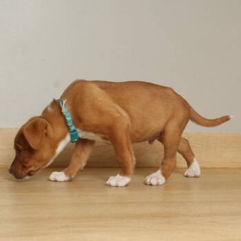 American Bulldog and Mixed Breed Dogs Available for Adoption in Minnetonka, Minnesota - Bodhi D68857 | PetCurious