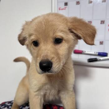 Retriever Dogs Available for Adoption in Fredericksburg, Virginia - Gunther | PetCurious