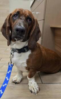Basset Hound Dogs Available for Adoption in Brookville, Ohio - Moose (4/2026) | PetCurious