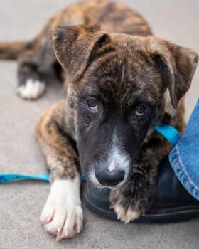 Crush -  German Shepherd Dog and Mixed Breed Dog for Adoption in Pequot Lakes, Minnesota - Crush | PetCurious