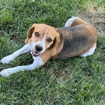 Sadie -  Beagle Dog for Adoption in Choctaw, Oklahoma - Sadie | PetCurious