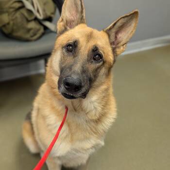 Rescue German Shepherd Dog Dogs for Adoption in Minneapolis, Minnesota - Alan | PetCurious
