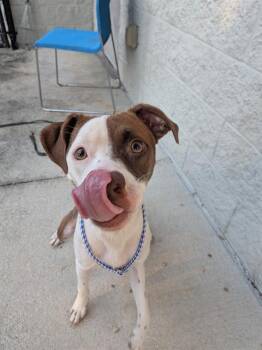 SCRUNCHIE -  Mixed Breed Dog for Adoption in Jacksonville, Florida - SCRUNCHIE | PetCurious