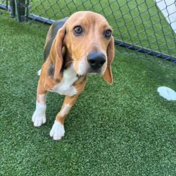 YOF6 1198 aka King -  Beagle Dog for Adoption in Loxahatchee Groves, Florida - YOF6 1198 Aka King | PetCurious