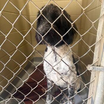 Mixed Breed Dogs Available for Adoption in Columbus, Georgia - 05/08/2026-Stray-WarmSpringsRoad-2 | PetCurious
