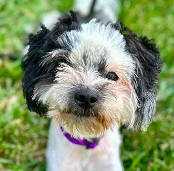 Tiramisu (AO37424) -  Shih Tzu Dog for Adoption in Kansas City, Kansas - Tiramisu (AO37424) | PetCurious