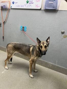 Rescue German Shepherd Dog Dogs for Adoption in Las Vegas, Nevada - STARDUST | PetCurious