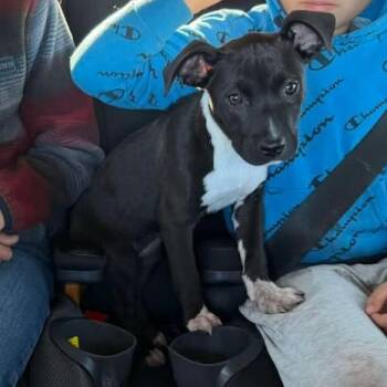 Mixed Breed Dogs Available for Adoption in Kansas City, Missouri - Lana | PetCurious