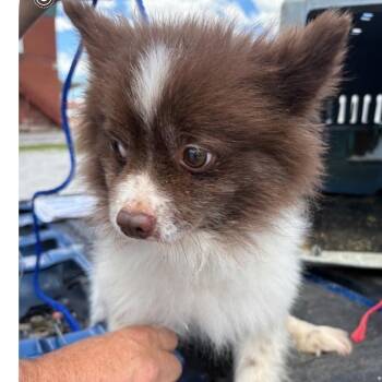 Andy -  Pomeranian Dog for Adoption in Normal, Illinois - Andy | PetCurious