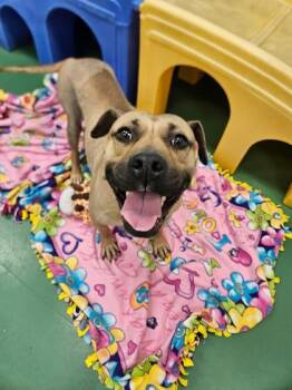 Mastiff and Mixed Breed Dogs Available for Adoption in Westland, Michigan - Mumsy | PetCurious
