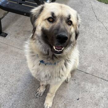 Hope -  Anatolian Shepherd and Great Pyrenees Dog Available for Adoption in Pottsboro, Texas - Hope | PetCurious