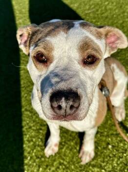 Honey -  Mixed Breed Dog for Adoption in Wichita, Kansas - Honey | PetCurious