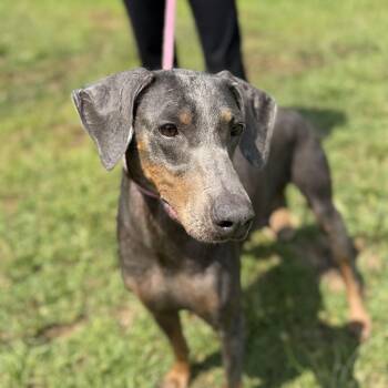 Adeline -  Doberman Pinscher Dog for Adoption in Columbia, South Carolina - Adeline | PetCurious