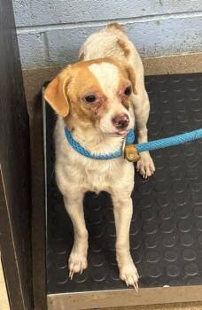 Rogan McDill-Adopted -  Mixed Breed Dog for Adoption in Chamblee, Georgia - Rogan McDill-Adopted | PetCurious