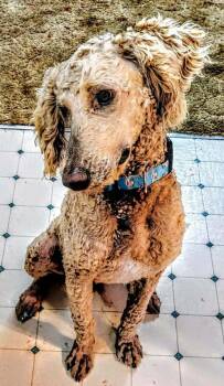 Labrador Retriever Dogs Available for Adoption - Sir Teddy | PetCurious