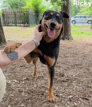 Rottweiler Dogs Available for Adoption in Little Rock, Arkansas - Ricky | PetCurious