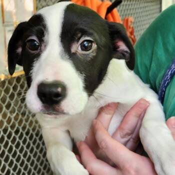Flabbergast -  Mixed Breed Dog for Adoption - Flabbergast | PetCurious