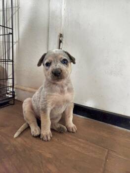 Rescue Cattle Dog and Australian Cattle Dog Blue Heeler Dogs for Adoption in Boulder, Colorado - Ash | PetCurious