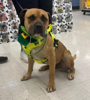 Bandit -  Mastiff and Mixed Breed Dog for Adoption in Plain City, Ohio - Bandit | PetCurious